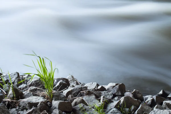 Rivier op de witte achtergrond — Stockfoto