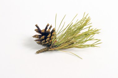 beyaz zemin üzerinde koni