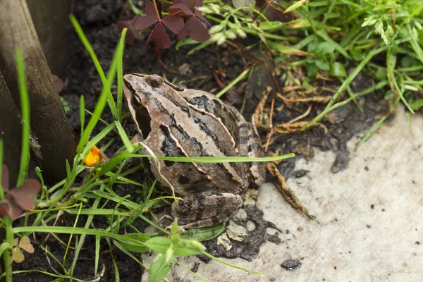 Frog på den hvide baggrund - Stock-foto