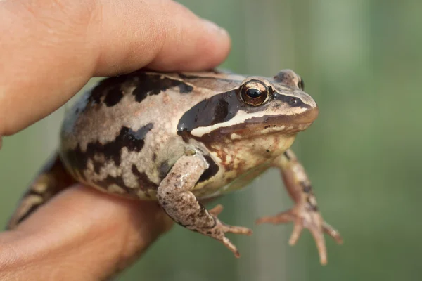 Frog på den hvide baggrund - Stock-foto