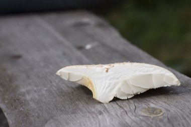 Beyaz arka plan üzerinde mantar