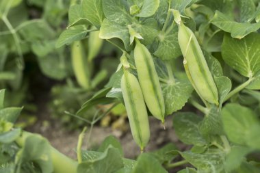 Пометка редактора: