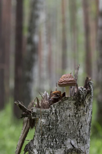 Svamp på den vita bakgrunden — Stockfoto