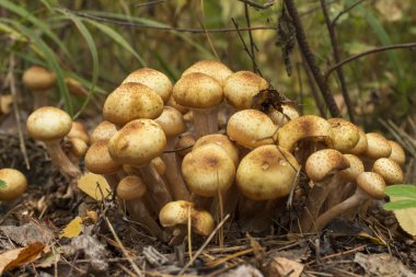 Beyaz arka planda mantarlar