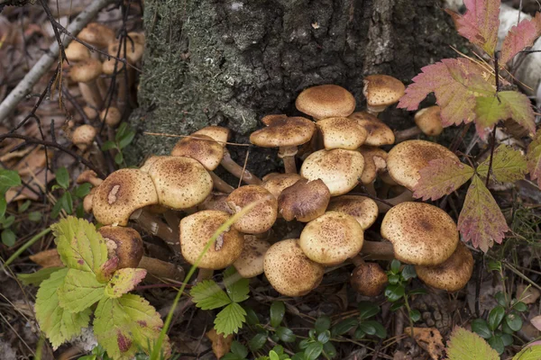 Champignons sur le fond blanc — Photo