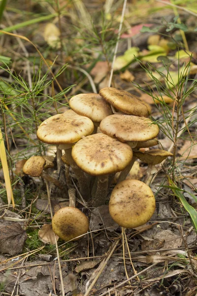 Svamp på den vita bakgrunden — Stockfoto