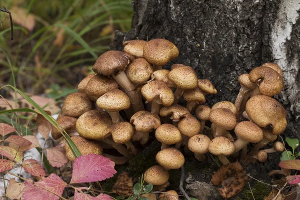 Champignons sur le fond blanc — Photo