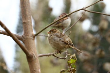 beyaz zemin üzerinde serçe