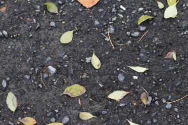 Beyaz arka plan üzerinde yeşillik