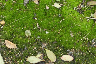 Beyaz arka plan üzerinde yeşillik