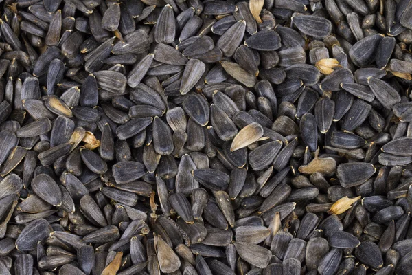 Sunflower seeds on the white background — Stock Photo, Image