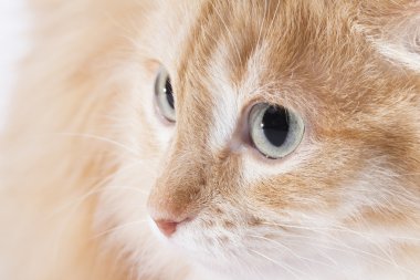 Beyaz arka plandaki kedi