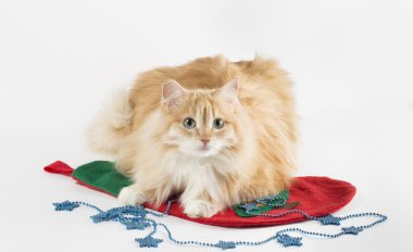 Beyaz arka plandaki kedi