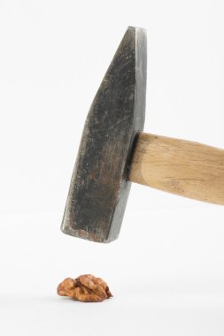 beyaz zemin üzerine fındık