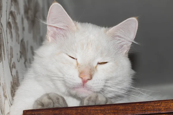 Katt på den vita bakgrunden Royaltyfria Stockfoton