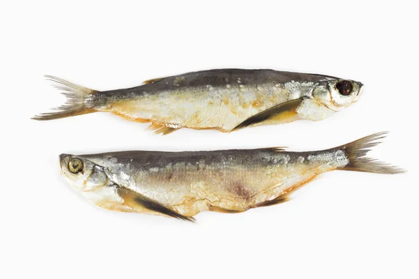 Fisch auf weißem Hintergrund — Stockfoto