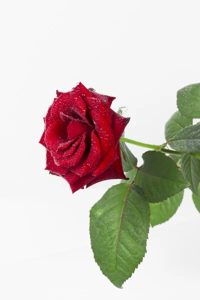 Rose auf weißem Hintergrund — Stockfoto