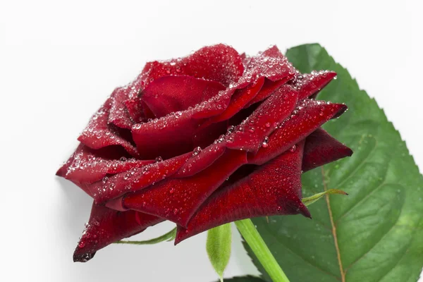 Rose on the white background — Stock Photo, Image