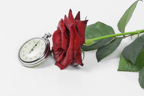 Rose on the white background — Stock Photo, Image