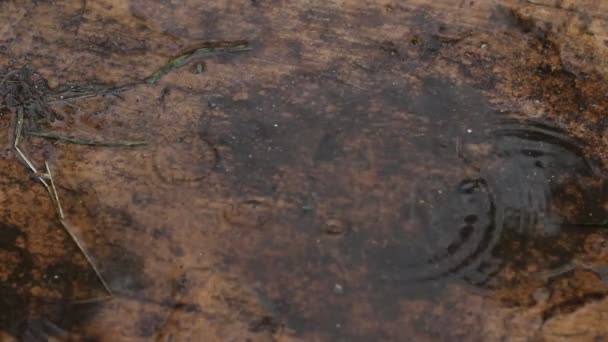 Puddle sur le fond blanc 