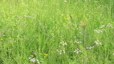 beyaz zemin üzerine alan