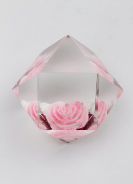 beyaz zemin üzerine gül