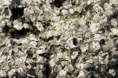 beyaz zemin üzerinde kabuk