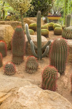 kaktüs beyaz zemin üzerine