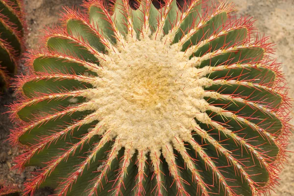 Cactus on the white background