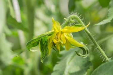 Beyaz arka planda domates