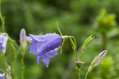Beyaz arkaplanda çiçek