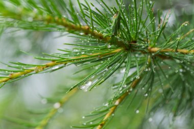 Beyaz arka plan üzerinde şube
