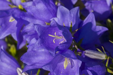 Beyaz arkaplanda çiçek