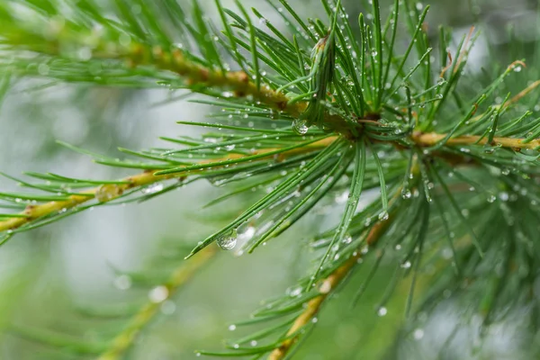 Beyaz arka plan üzerinde şube