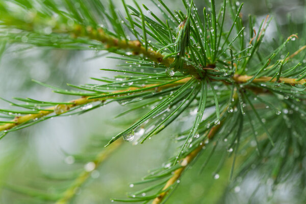 Branch on the white background
