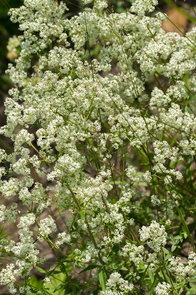 Inflorescence on the white background — Stock Photo, Image