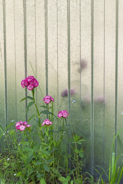 Bloemen op de witte achtergrond Rechtenvrije Stockfoto's