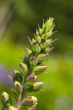 Beyaz arkaplanda çiçek