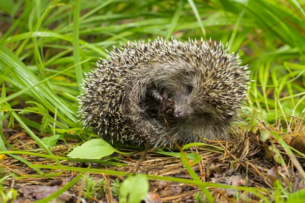 Hedgehog op de witte achtergrond — Stockfoto