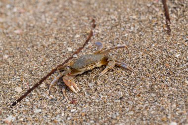 Kumlu deniz kıyısında yengeç