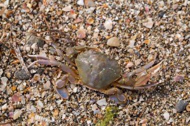 Kumlu deniz kıyısında yengeç