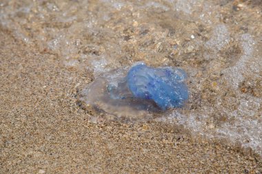 Kumlu deniz kıyısında denizanası