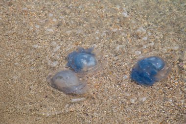 Kumlu deniz kıyısında denizanası