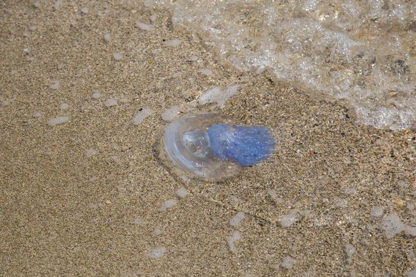 Jellyfish Sandy Seashore — Stock Photo, Image