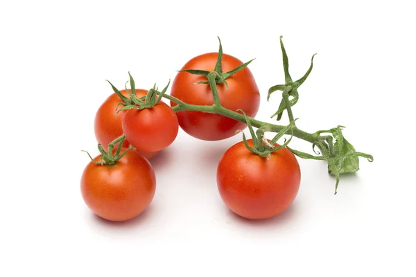 Tomato on the white background — Stock Photo, Image