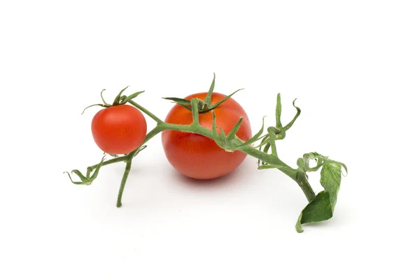 Pomodoro sullo sfondo bianco — Foto Stock