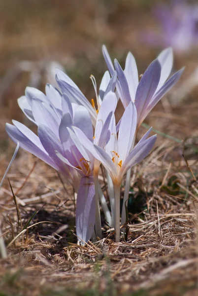 Fiori di montagna — Stock Fotó