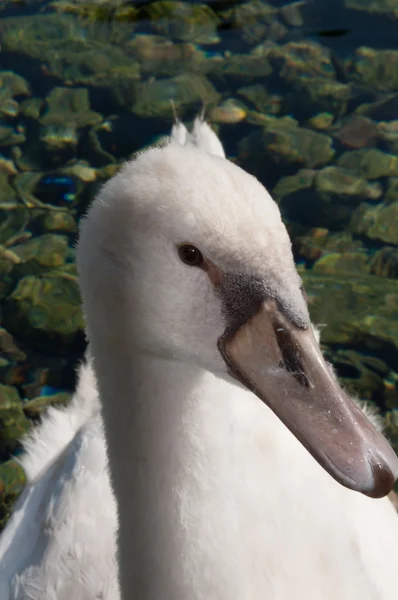 Witte Zwaan — Stockfoto