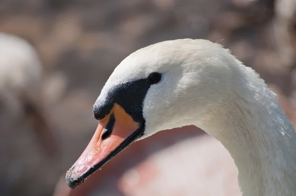 Portrait d'un cygne — Photo