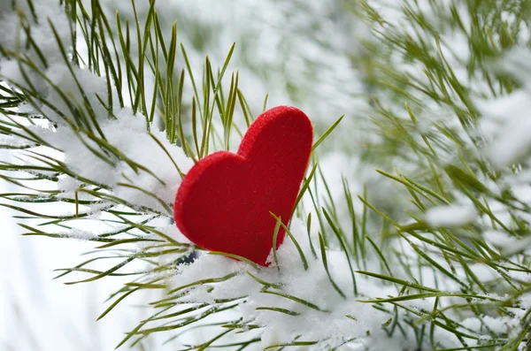 Coração vermelho em agulhas de pinheiro coberto de neve — Fotografia de Stock